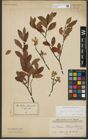 Foto von Salix waldsteiniana Willd.